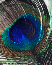 Peacock Feather wallpaper 176x220