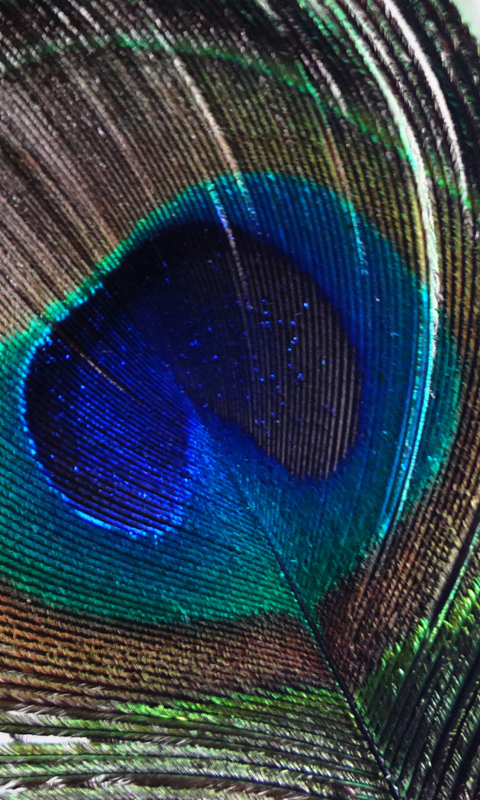 Fondo de pantalla Peacock Feather 480x800