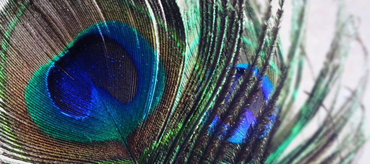 Sfondi Peacock Feather 720x320