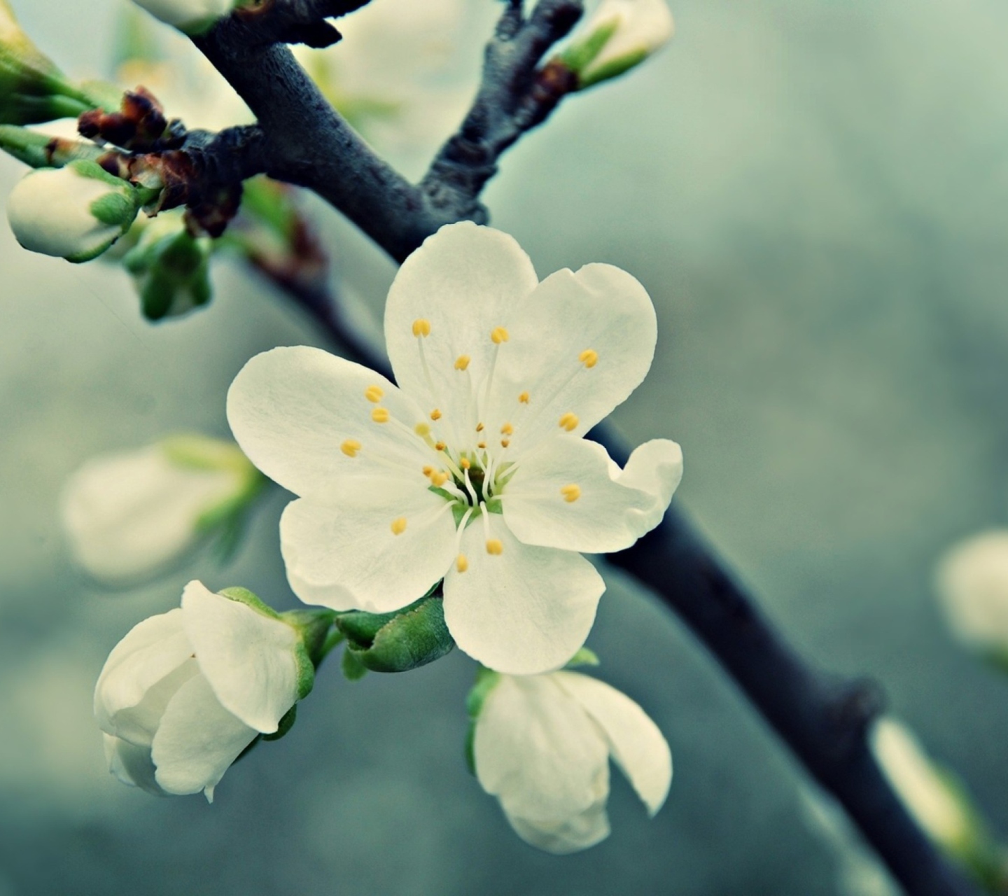 Screenshot №1 pro téma White Cherry Flowers 1440x1280