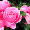 Sfondi Roses Are Pink 128x128