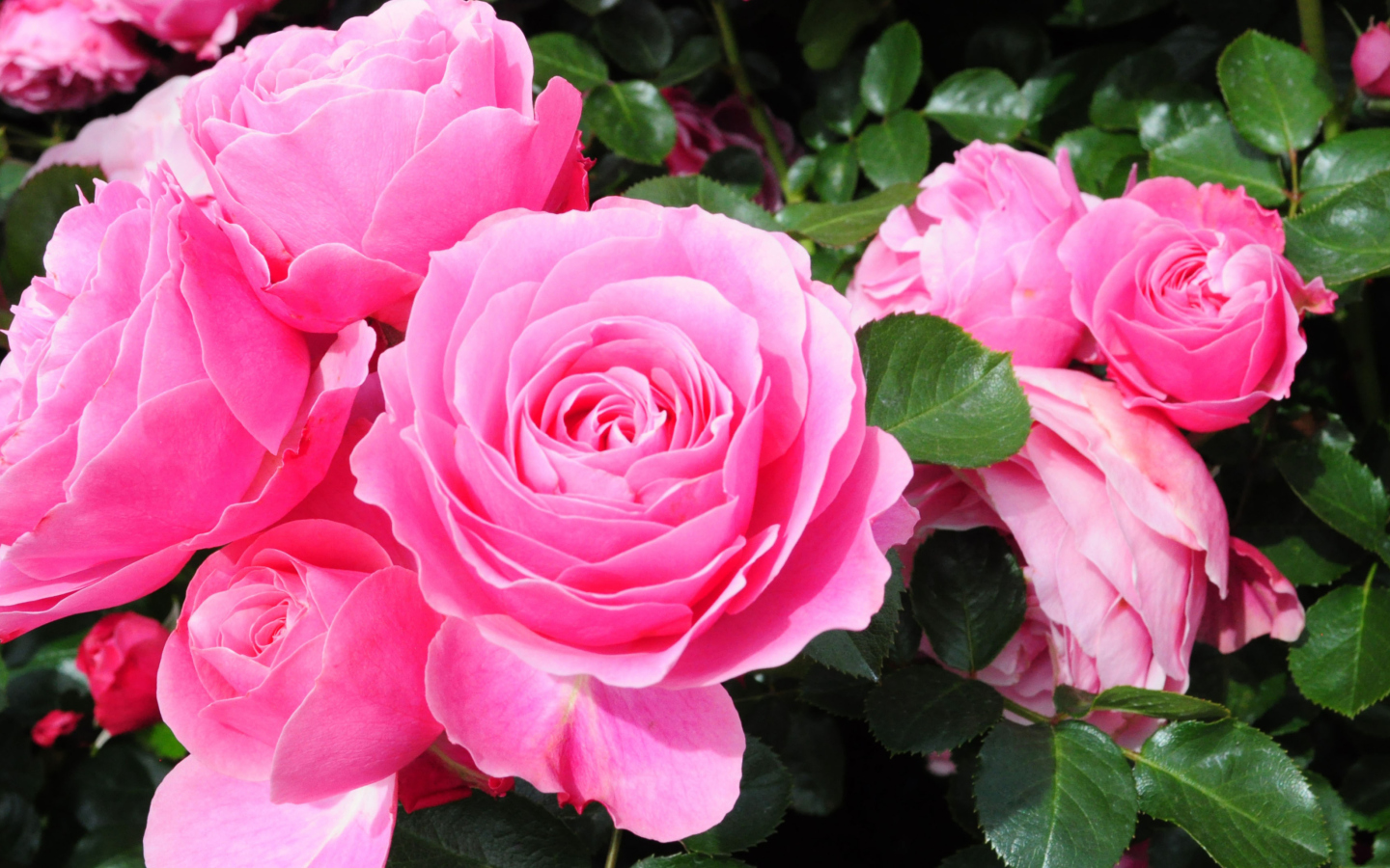 Обои Roses Are Pink 1440x900
