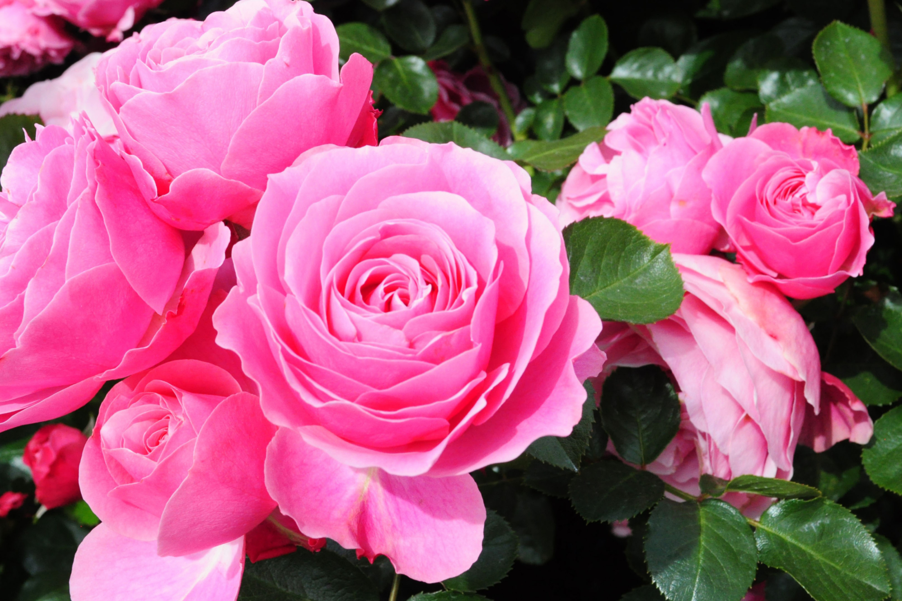 Roses Are Pink wallpaper 2880x1920