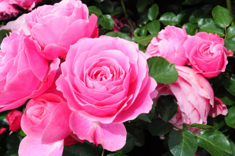 Das Roses Are Pink Wallpaper 480x320