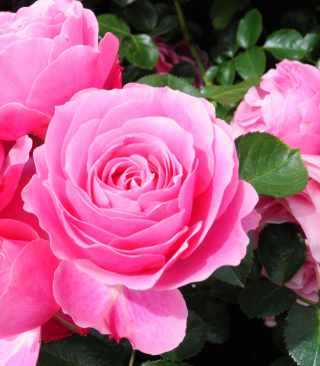 Kostenloses Roses Are Pink Wallpaper für Nokia Asha 311