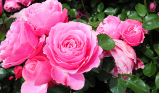 Roses Are Pink papel de parede para celular para Widescreen Desktop PC 1280x800
