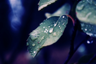 Drops On Leaf - Obrázkek zdarma pro Google Nexus 7