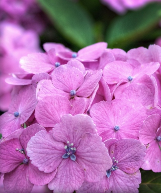 Hydrangea Time - Obrázkek zdarma pro Nokia C3-01