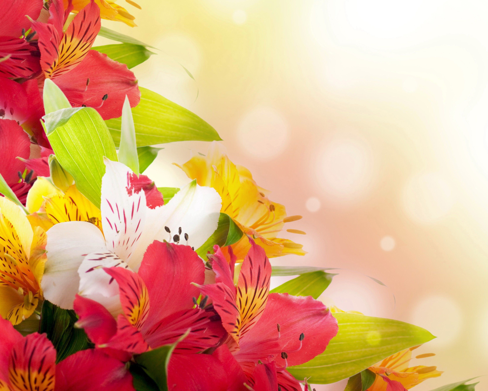 Обои Flowers for the holiday of March 8 1600x1280