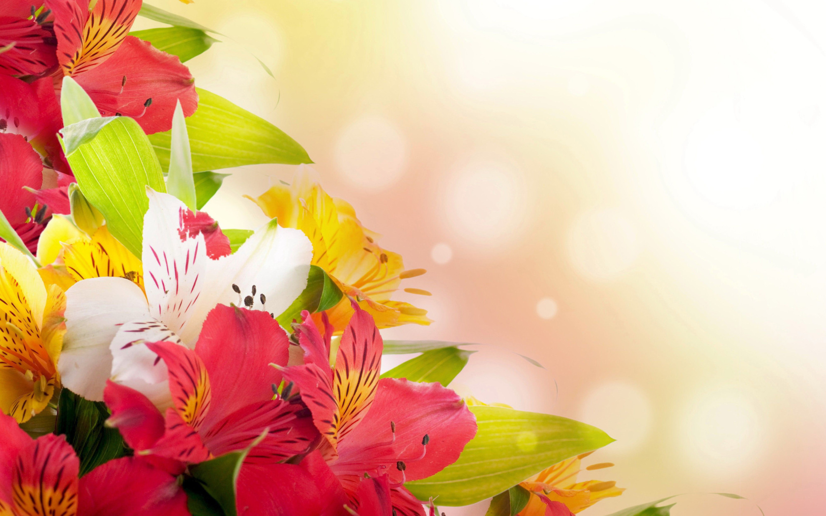 Screenshot №1 pro téma Flowers for the holiday of March 8 1680x1050