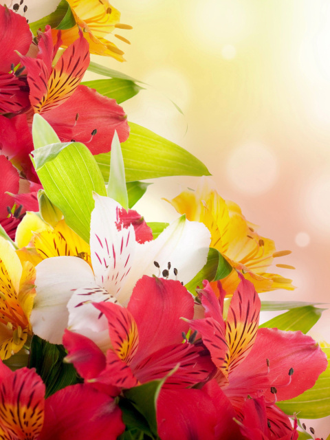 Flowers for the holiday of March 8 wallpaper 480x640