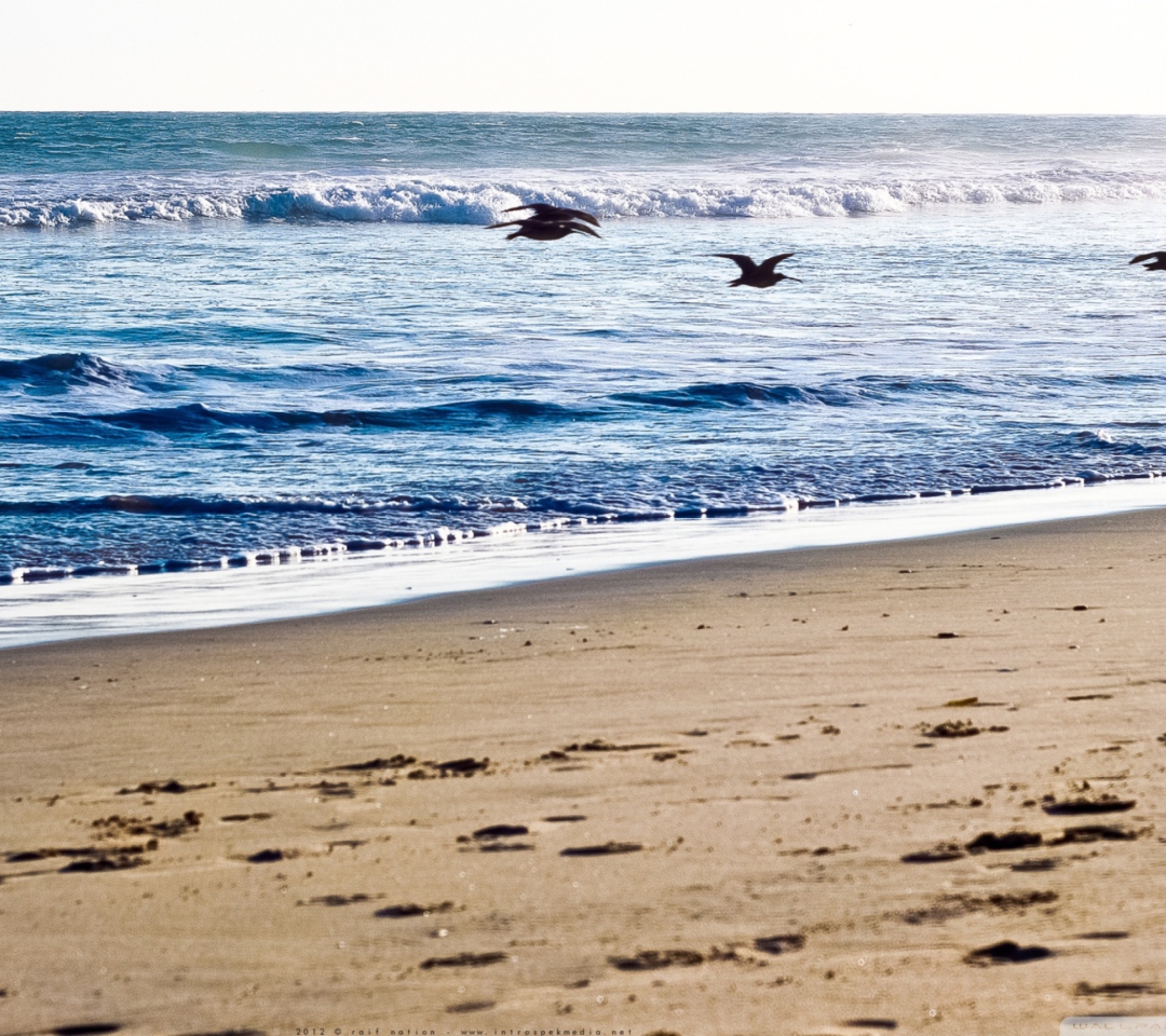 Das Seagulls On Blue Pacific Wallpaper 1080x960