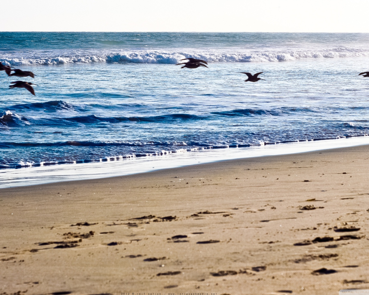 Seagulls On Blue Pacific screenshot #1 1280x1024