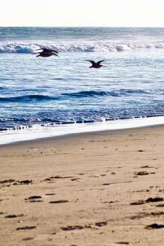 Fondo de pantalla Seagulls On Blue Pacific 320x480