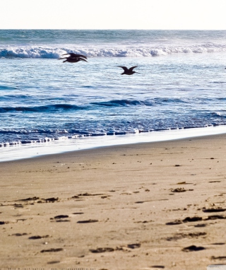 Seagulls On Blue Pacific - Obrázkek zdarma pro 176x220