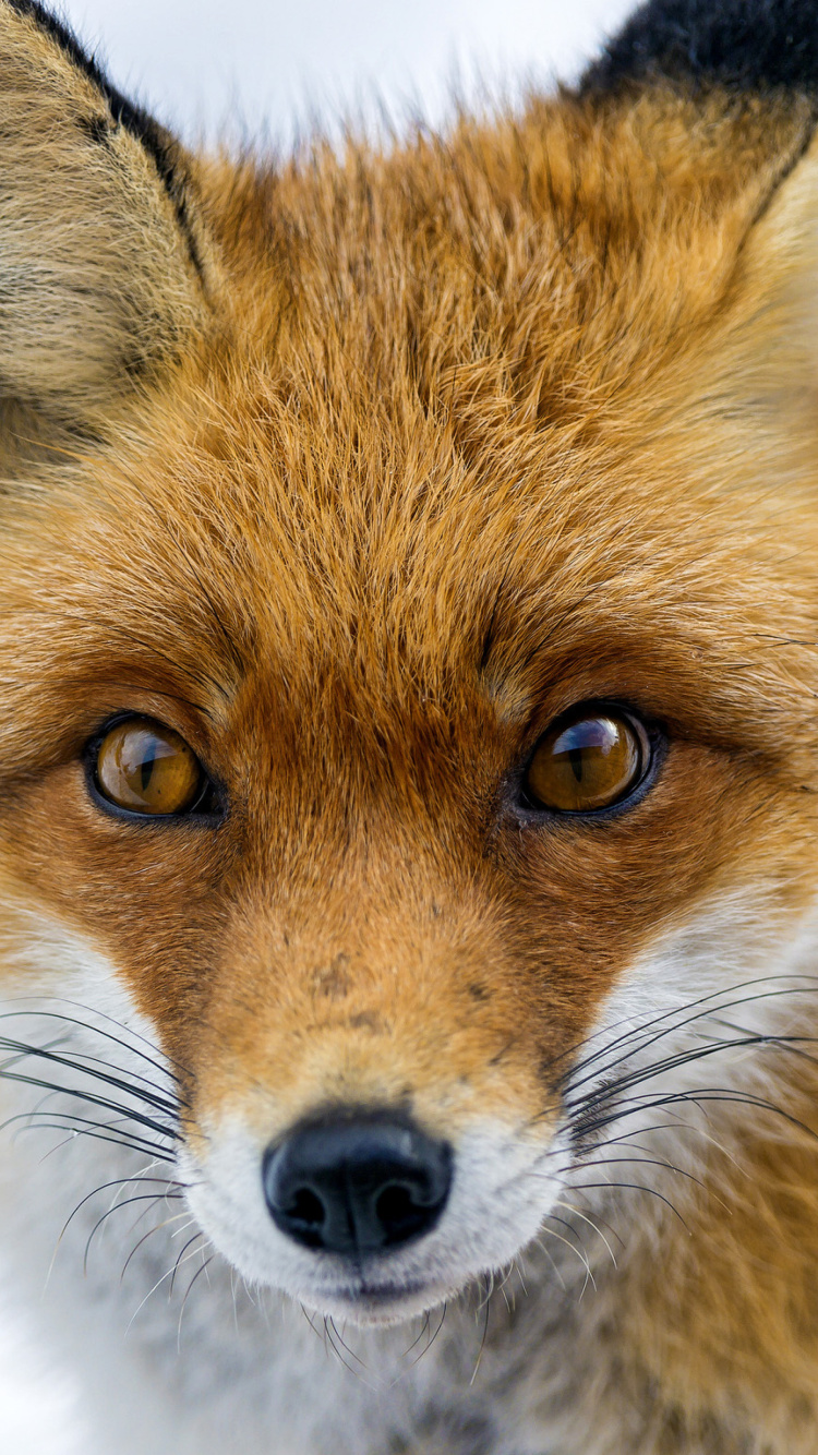 Das Fox Look Wallpaper 750x1334