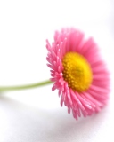 Screenshot №1 pro téma Beautiful Pink Flower 128x160