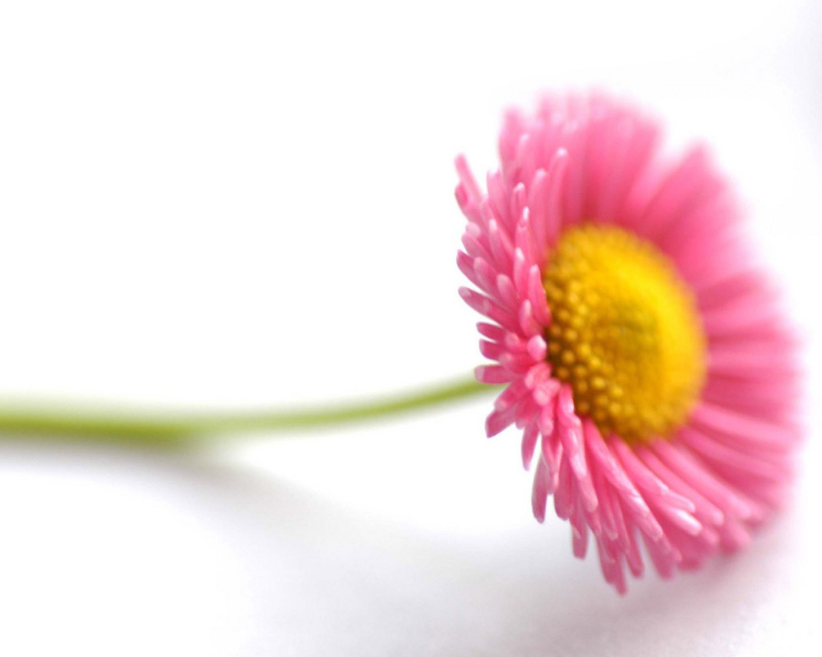 Обои Beautiful Pink Flower 1600x1280