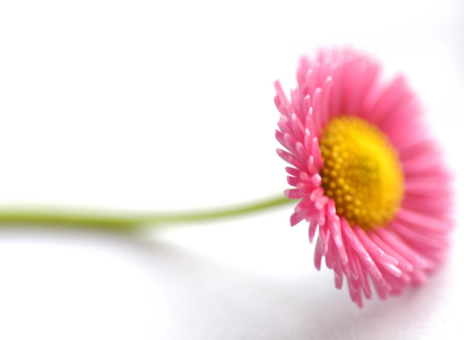 Screenshot №1 pro téma Beautiful Pink Flower 1920x1408