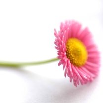 Screenshot №1 pro téma Beautiful Pink Flower 208x208