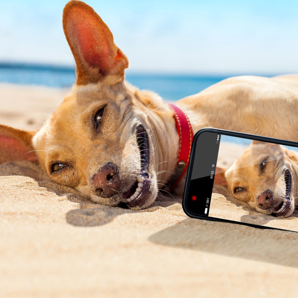 Fondo de pantalla Dog beach selfie on iPhone 7 1024x1024