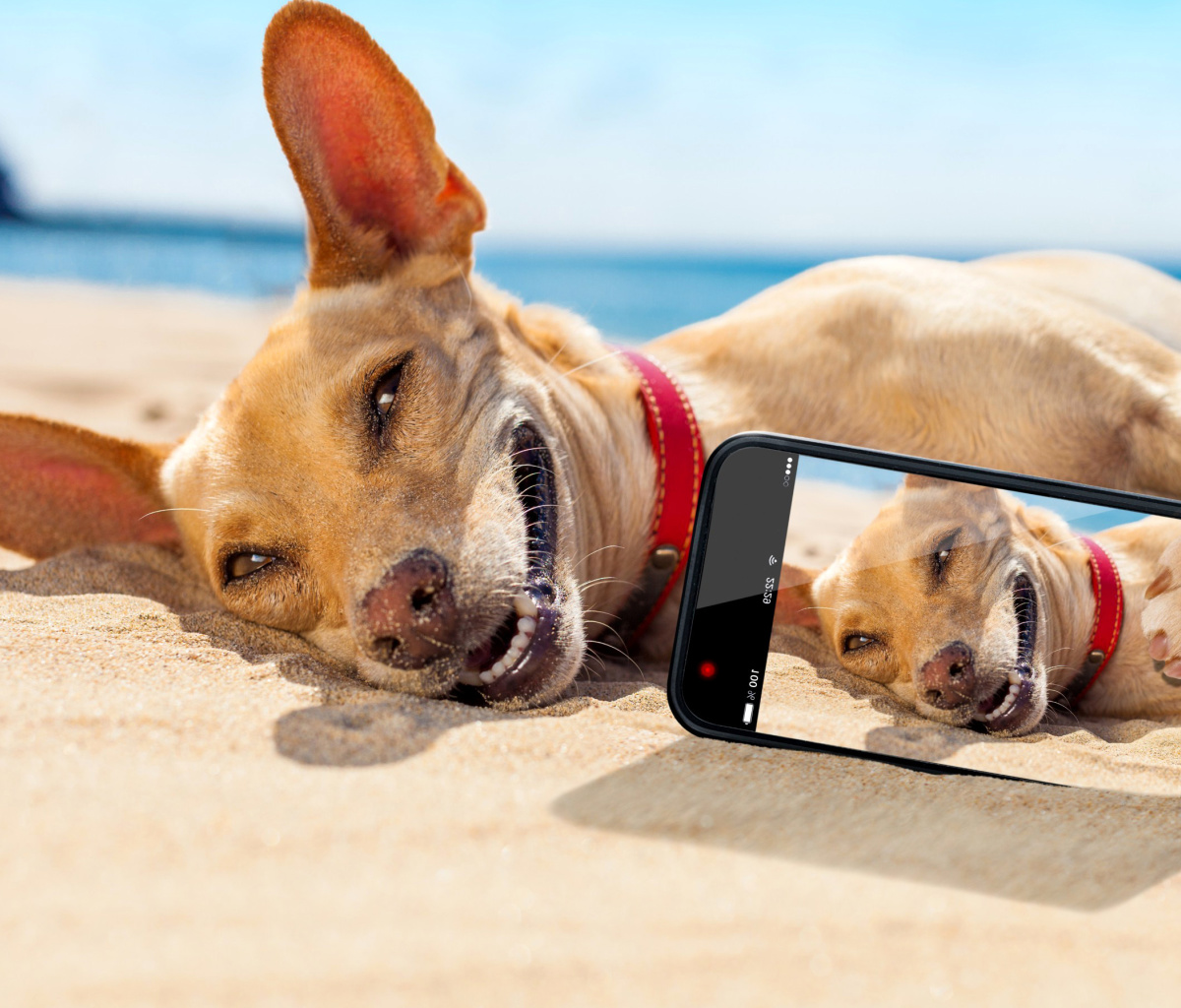 Dog beach selfie on iPhone 7 wallpaper 1200x1024