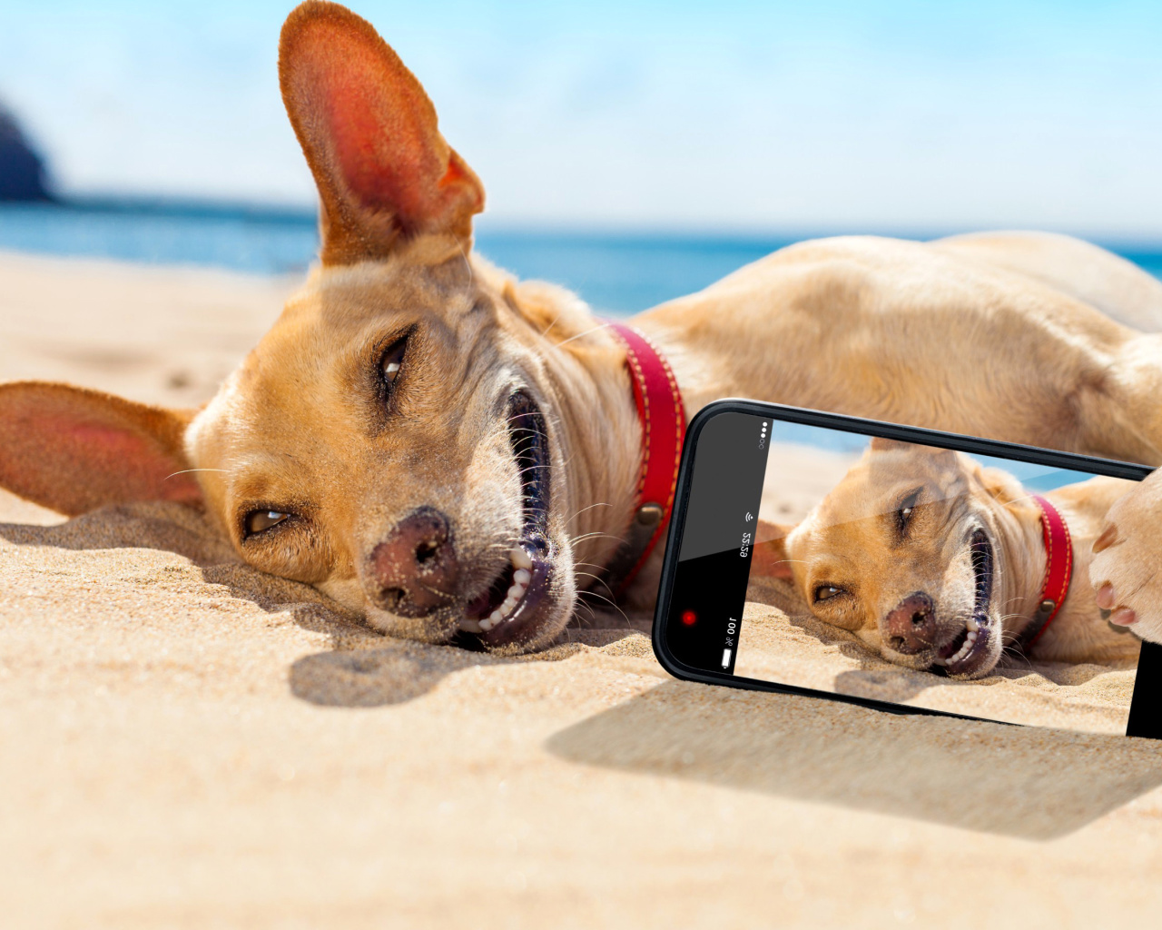 Das Dog beach selfie on iPhone 7 Wallpaper 1280x1024