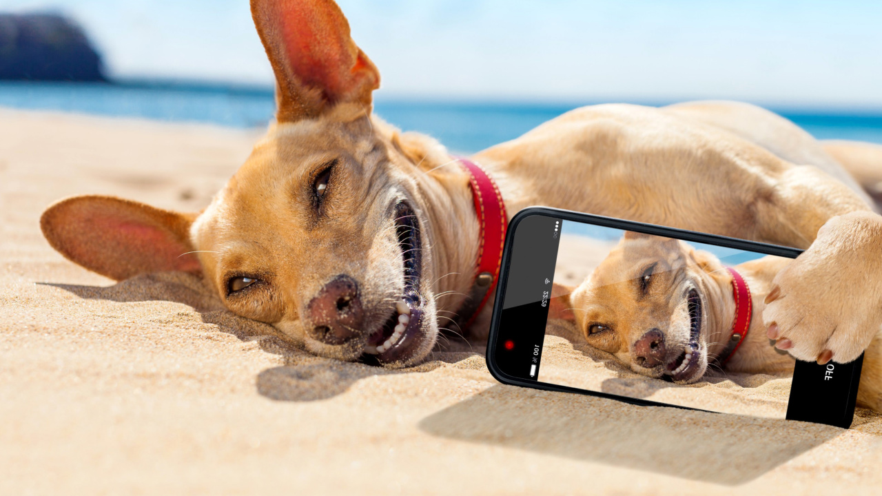 Fondo de pantalla Dog beach selfie on iPhone 7 1280x720