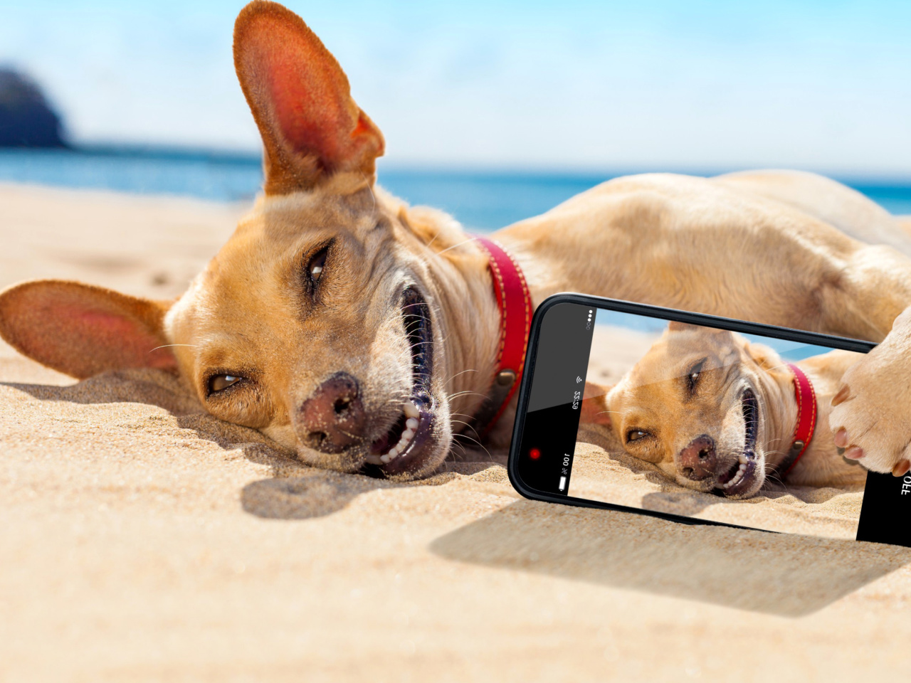 Fondo de pantalla Dog beach selfie on iPhone 7 1280x960
