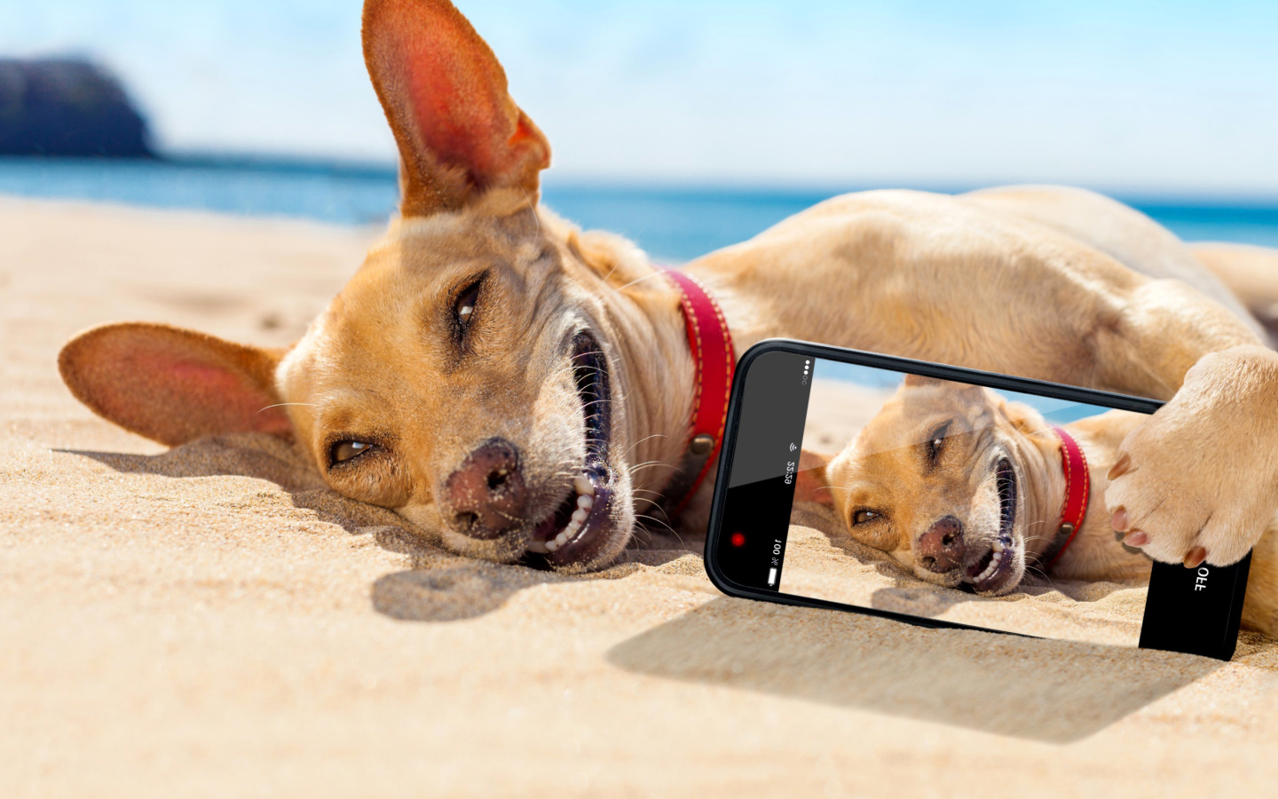 Dog beach selfie on iPhone 7 wallpaper 1440x900