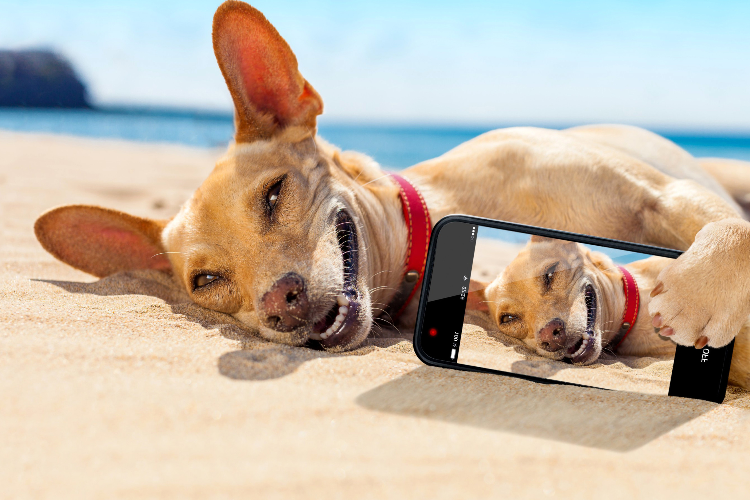 Dog beach selfie on iPhone 7 wallpaper 2880x1920