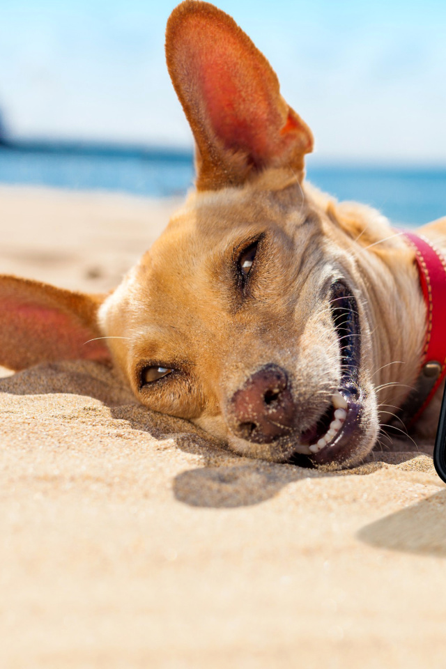 Das Dog beach selfie on iPhone 7 Wallpaper 640x960