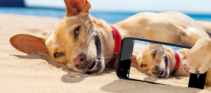 Fondo de pantalla Dog beach selfie on iPhone 7 720x320