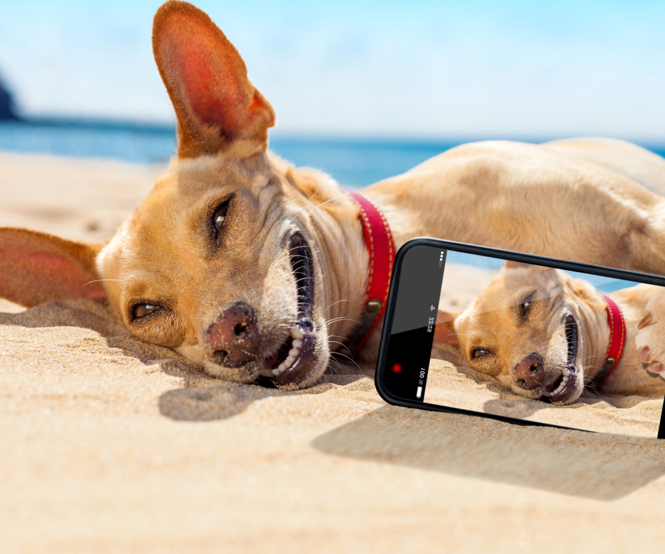 Dog beach selfie on iPhone 7 wallpaper 960x800