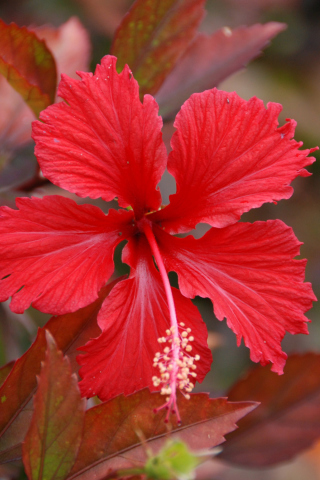 Sfondi Red Flower 320x480