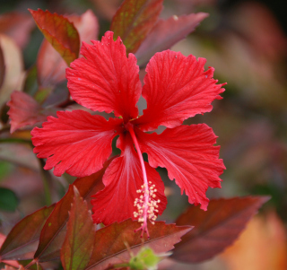 Картинка Red Flower на iPad 2