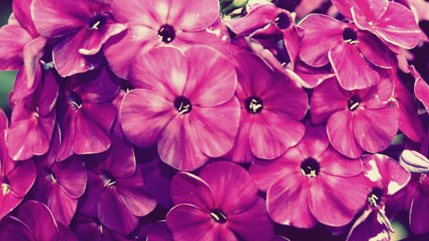 Flowers wallpaper 1366x768