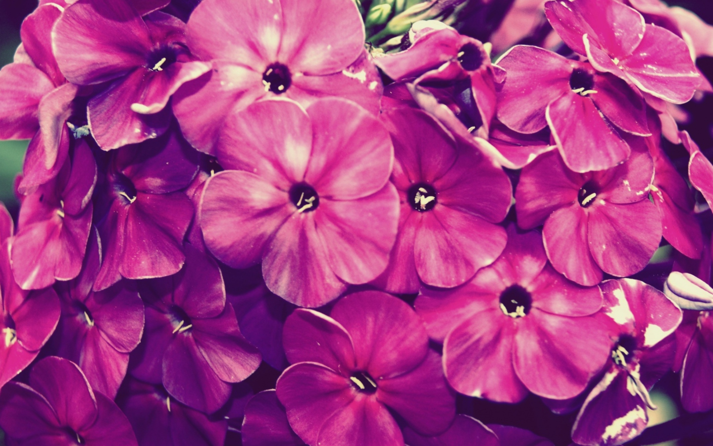 Screenshot №1 pro téma Flowers 1440x900