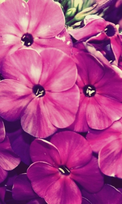 Flowers screenshot #1 240x400