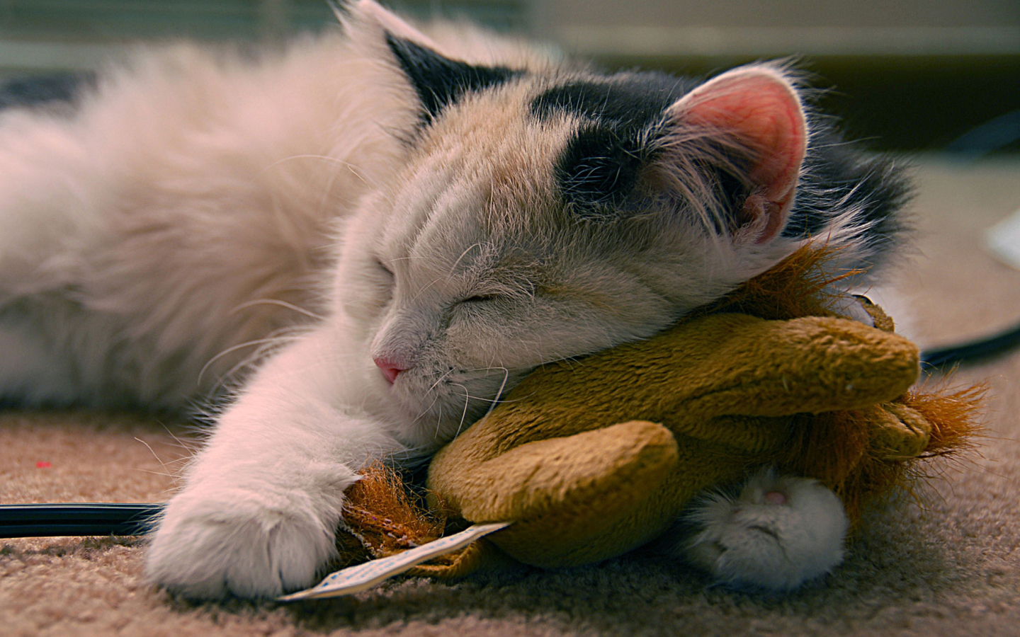 Screenshot №1 pro téma Sleeping Kitten 1440x900