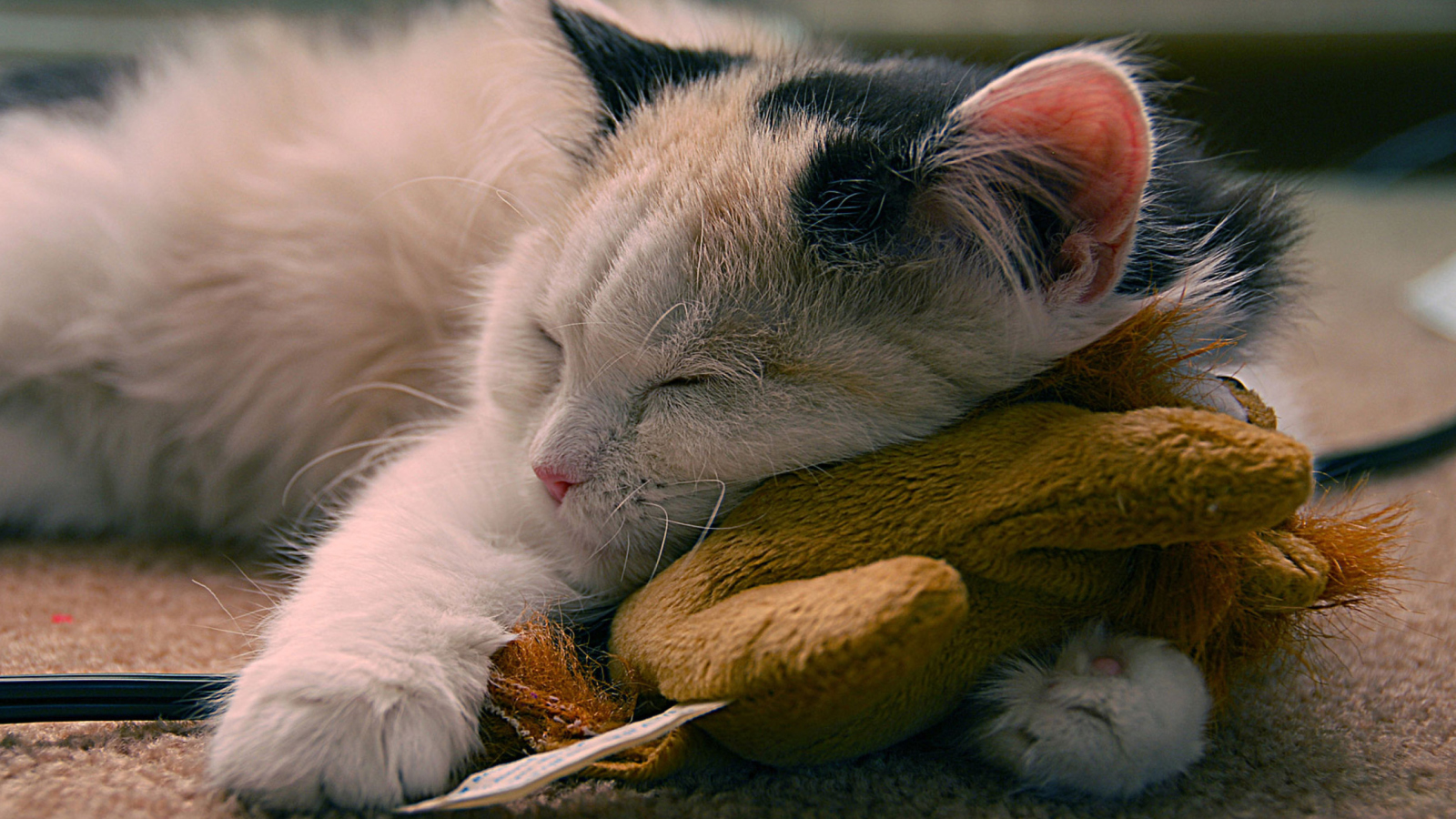 Screenshot №1 pro téma Sleeping Kitten 1600x900