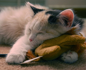 Fondo de pantalla Sleeping Kitten 176x144