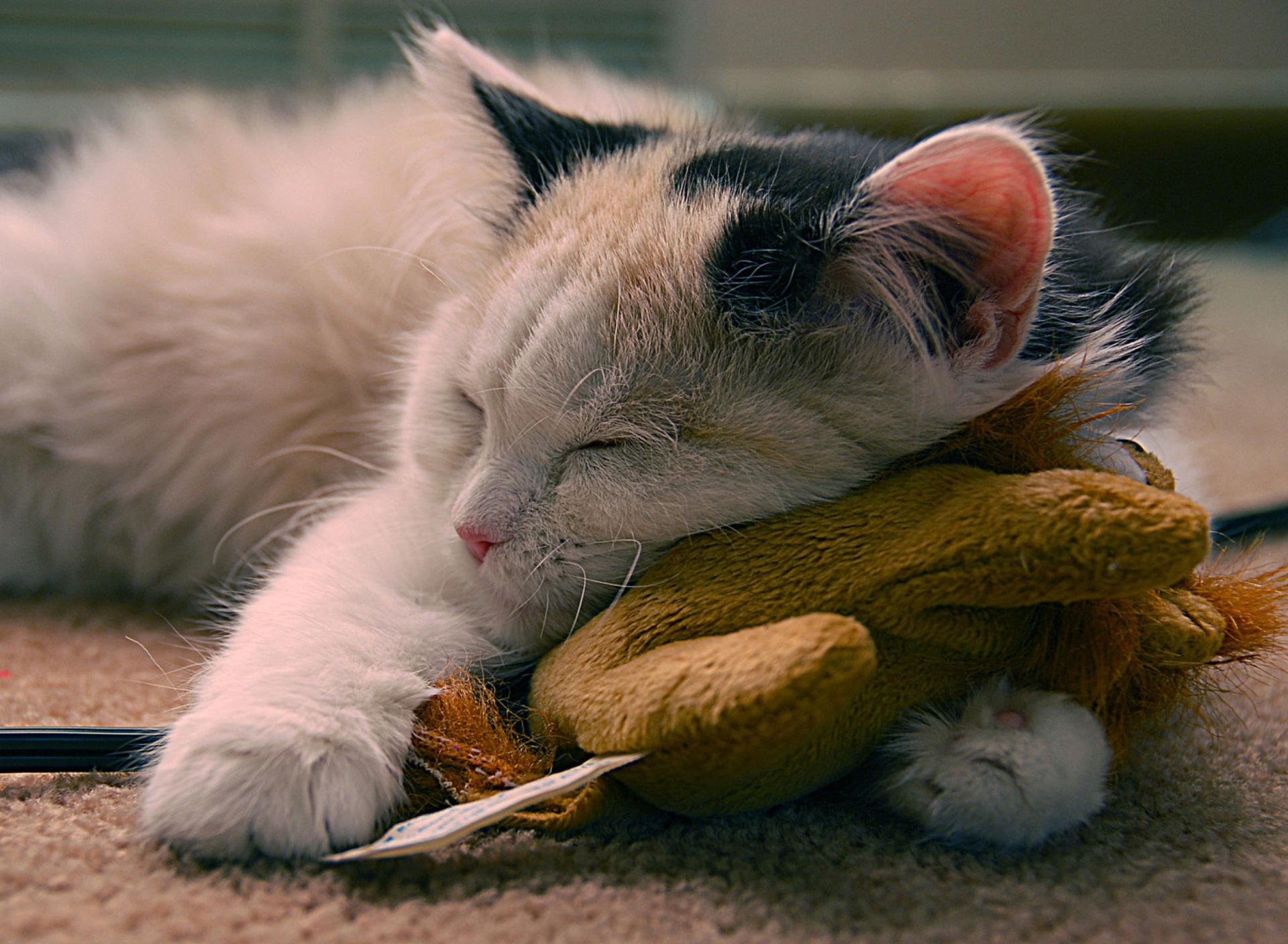 Sleeping Kitten screenshot #1 1920x1408