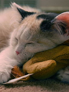 Fondo de pantalla Sleeping Kitten 240x320