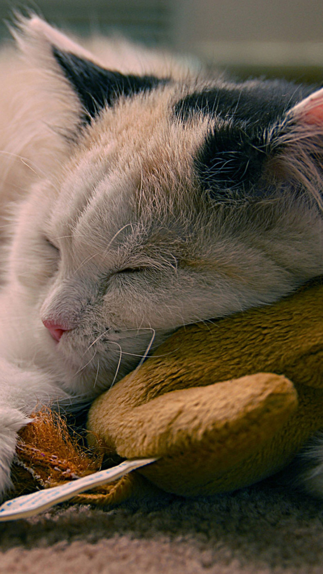 Обои Sleeping Kitten 640x1136