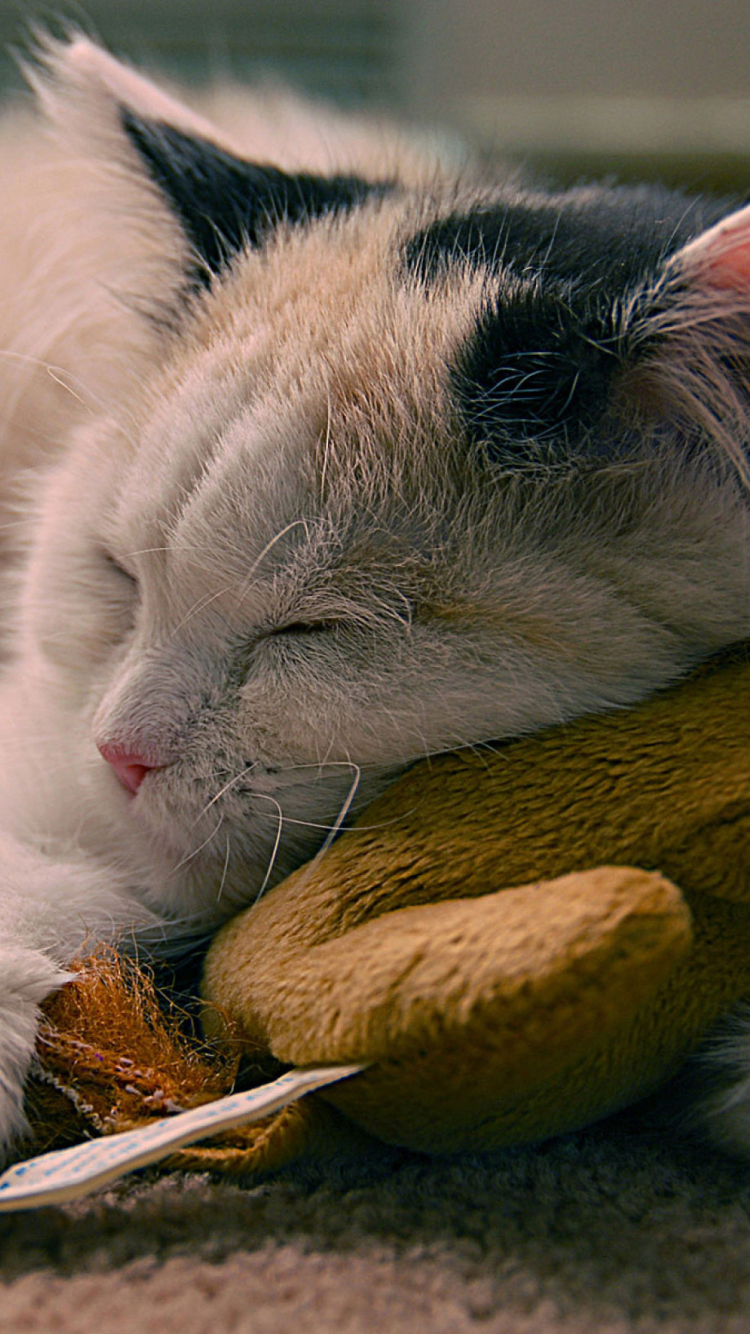Das Sleeping Kitten Wallpaper 750x1334