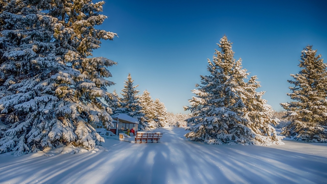 Fondo de pantalla Spruce Forest in Winter 1280x720