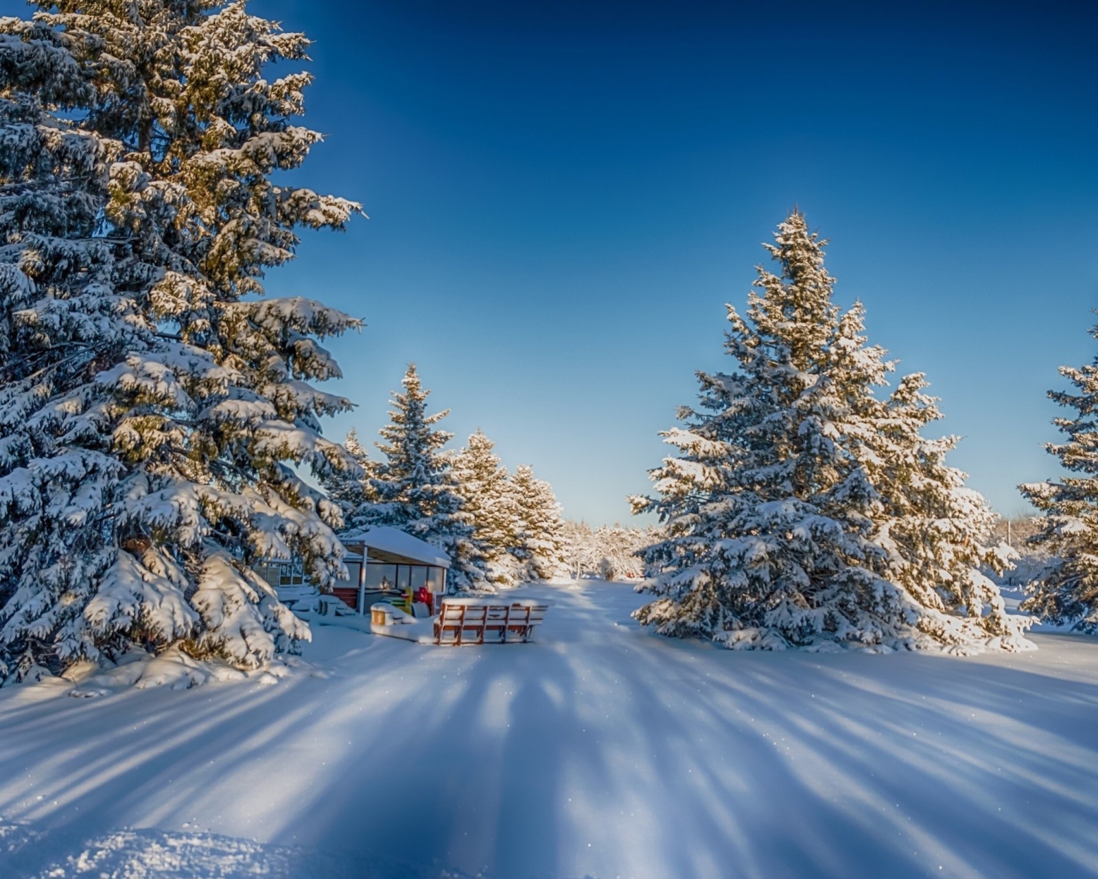 Sfondi Spruce Forest in Winter 1600x1280