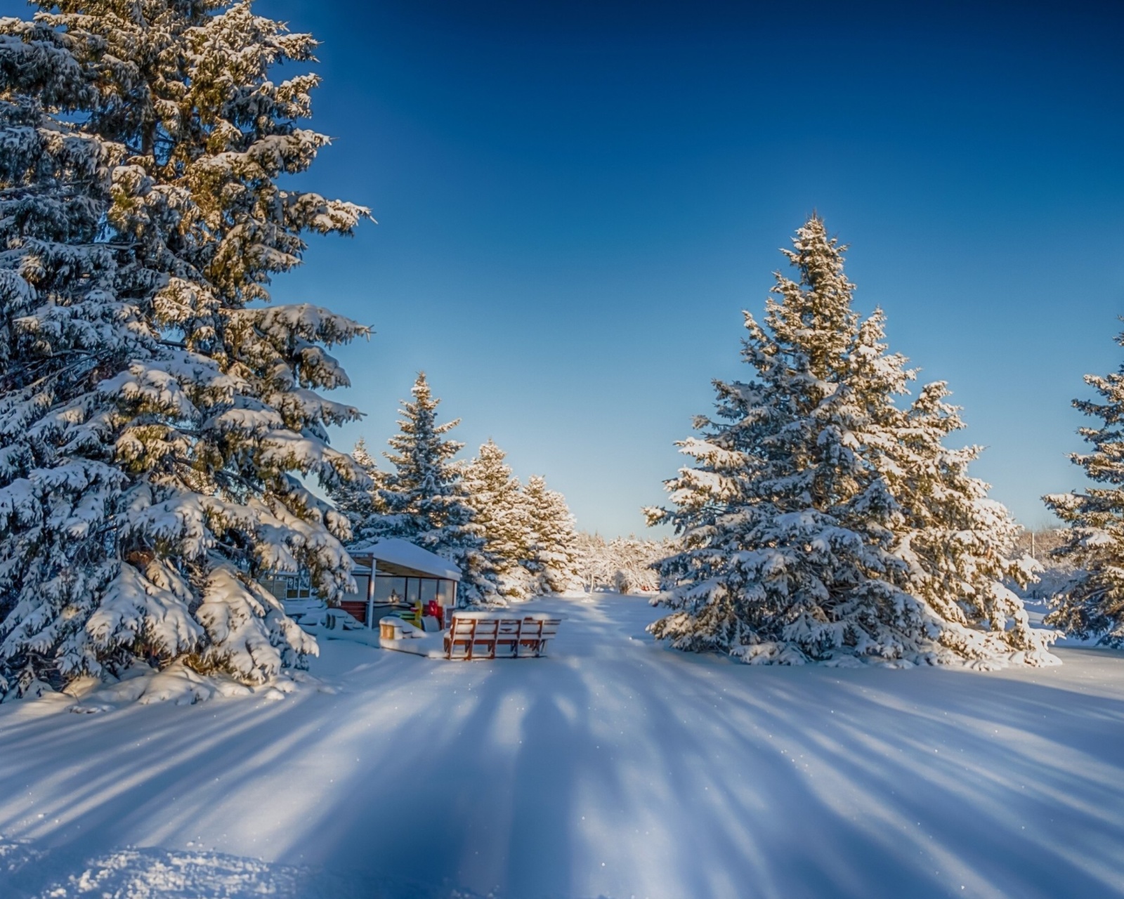 Обои Spruce Forest in Winter 1600x1280