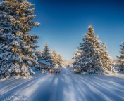 Spruce Forest in Winter screenshot #1 176x144